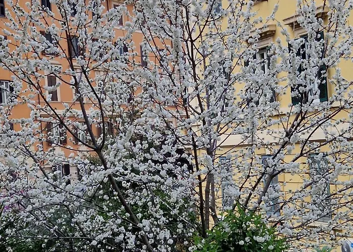 Alcinque - Rome